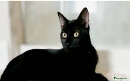 British Shorthair cats for sale: Ms Georgina Chunnoo  - Image 2