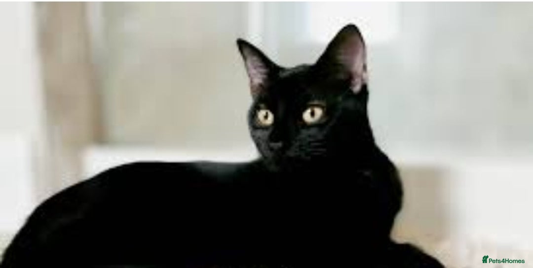 British Shorthair cats for sale: Ms Georgina Chunnoo  - Image 2