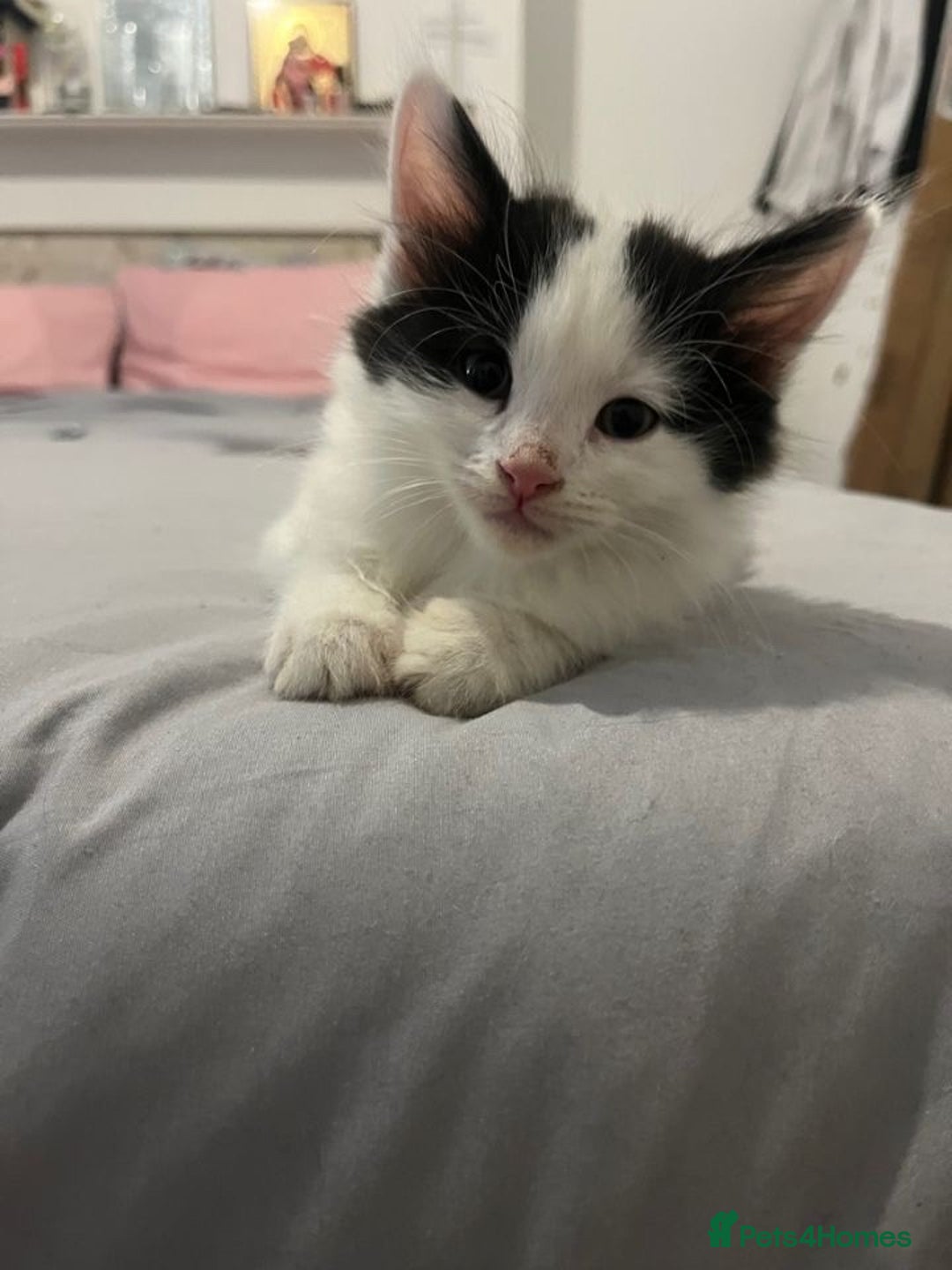 Mixed Breed cats for sale: 7 cute girl kittens  - Advert 9