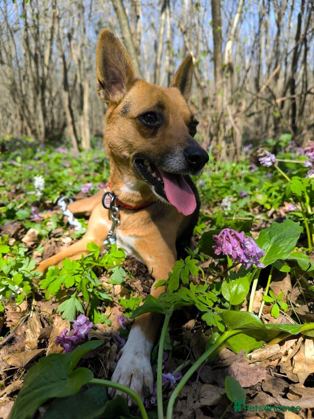 Mixed Breed dogs for adoption: 💖🐶 BARBIE 🐶💖 - Image 12