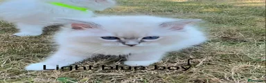 Ragdoll 4