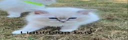 Ragdoll cats for sale: Beautiful Ragdoll in Stourport-on-Severn - Advert 7