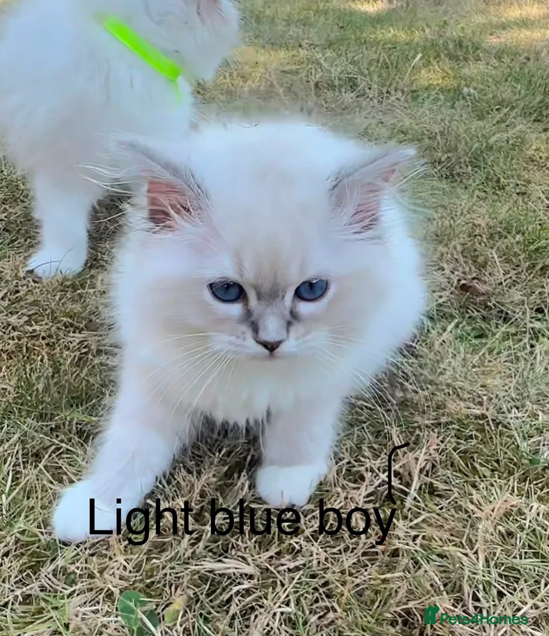 Ragdoll cats for sale: Beautiful Ragdoll in Stourport-on-Severn - Advert 7