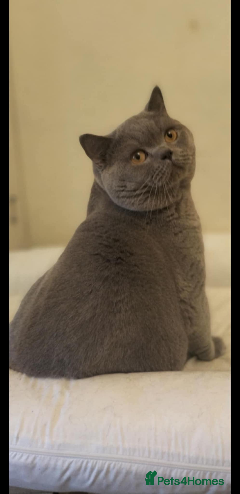 British Shorthair cats Blue BSH male active reg BLOODGROUPB stud/show/pet - Advert 15