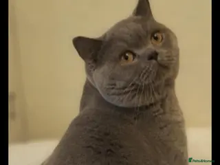 British Shorthair cats Blue BSH male active reg BLOODGROUPB stud/show/pet - Advert 15