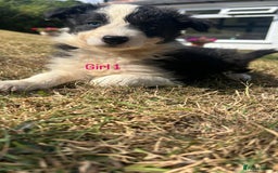 Border Collie dogs for sale: Border collie pups for sale  - Image 10