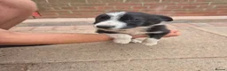 Border Collie dogs for sale: Farm bred border collies  - Advert 7