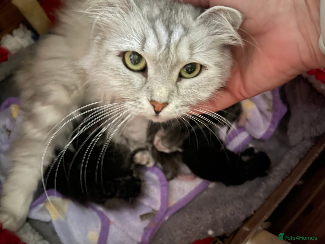 Siberian cats for sale: Hypoallergenic, fluffy, purebred healthy Siberians - Image 3