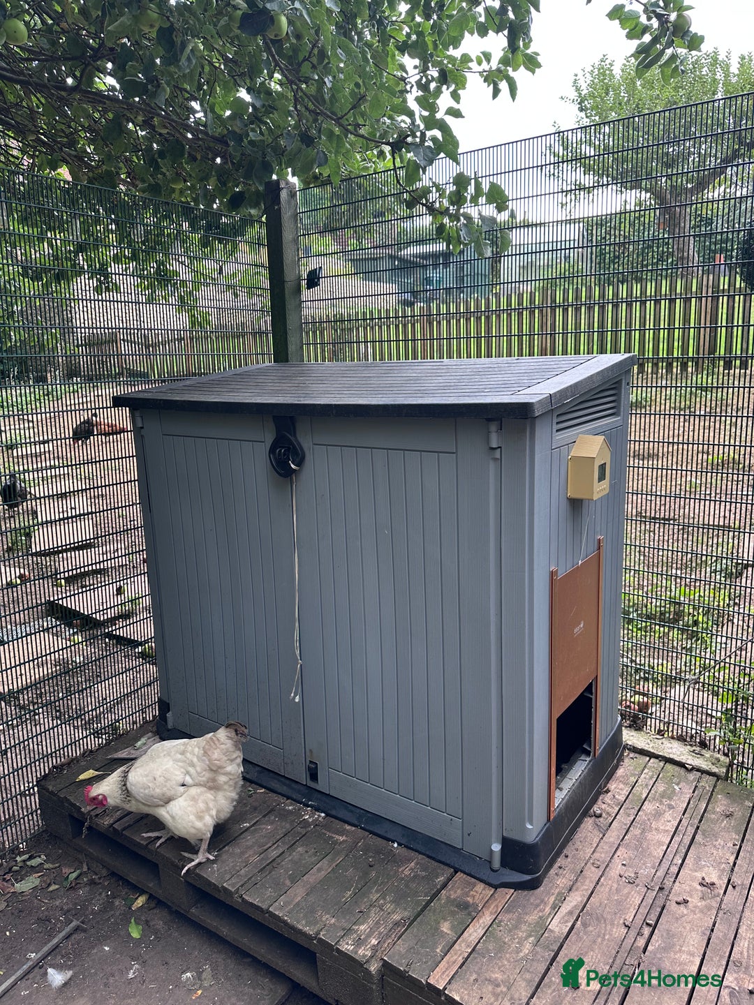 Chickens poultry for sale: Full chicken set up with chickens  - Image 3