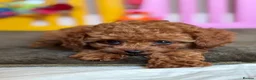 Cavapoo dogs for sale: Adorable teddy bear toy cavapoo health checked - Advert 15