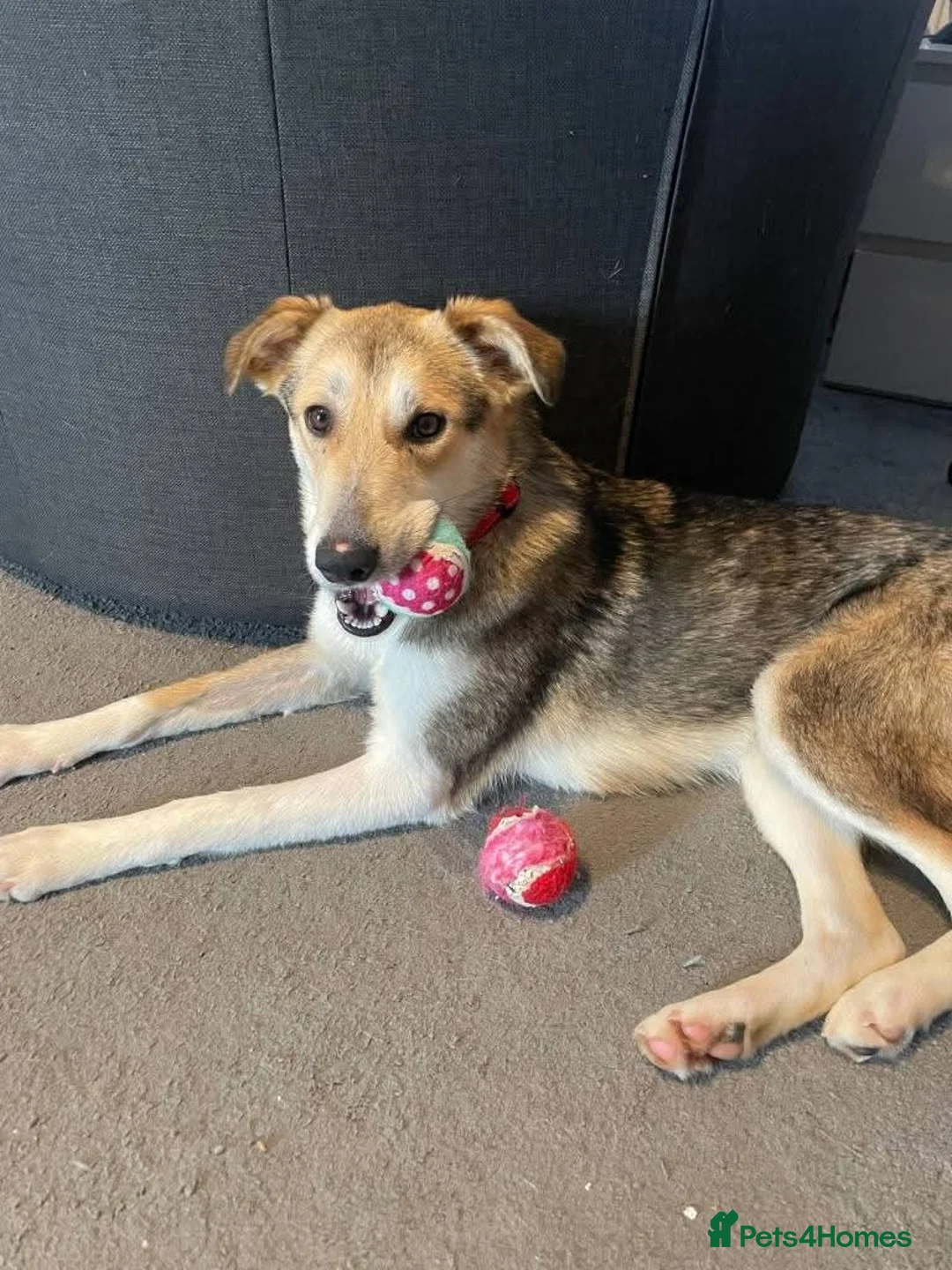 Mixed Breed dogs for adoption: Meet Mary,currently residing in Canterbury  in Canterbury - Advert 2