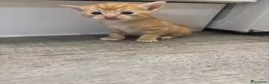 Ginger 1