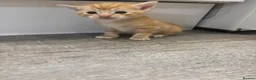 Mixed Breed cats for sale: Beautiful Kittens Looking for Their Forever Homes - Advert 6
