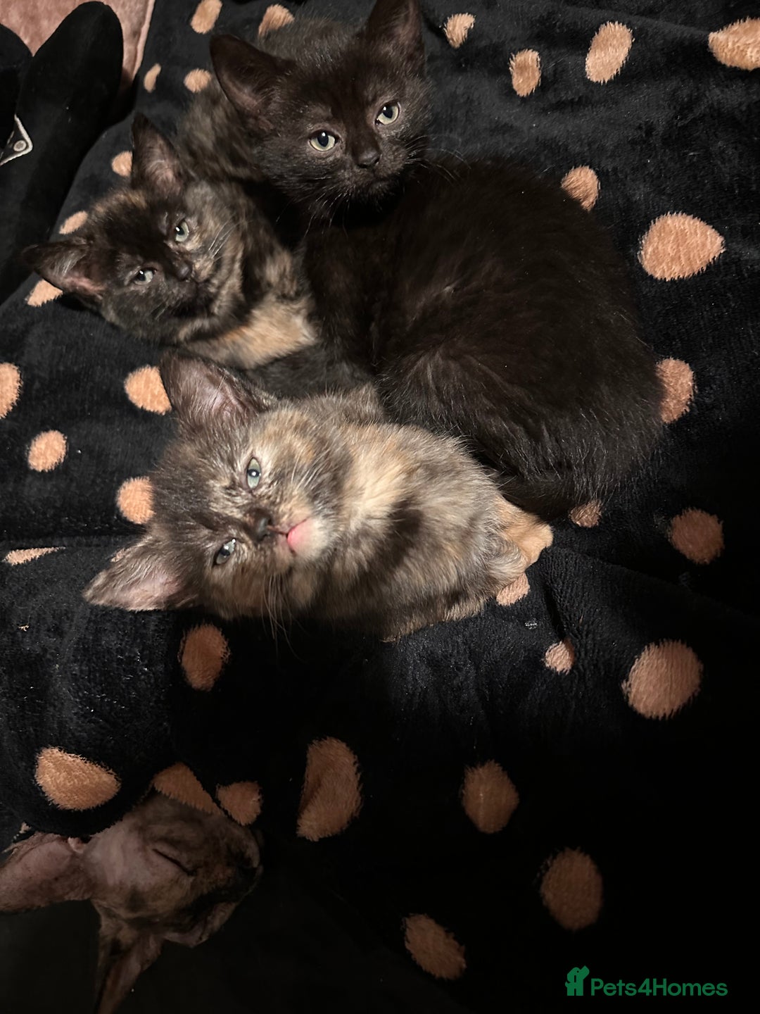 Sphynx cats for sale: tortoiseshell sphynx x Russian kittens - Advert 2