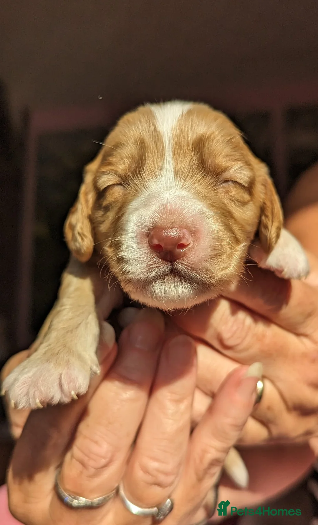 Cockapoo dogs for stud: *PROVEN* DNA TESTED F/F Gene Red Cockapoo Stud in Coventry - Advert 15