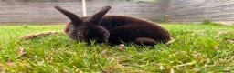 Mixed Breed rabbits for sale: Two black bunnies needing a new loving home. in East Grinstead - Advert 3