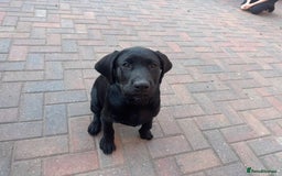 Labrador Retriever dogs for sale: Pedigree Labradors - Perfect for gun dog  - Image 4