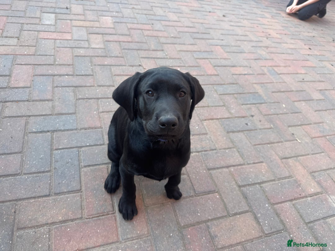 Labrador Retriever dogs for sale: Pedigree Labradors - Perfect for gun dog  - Image 4