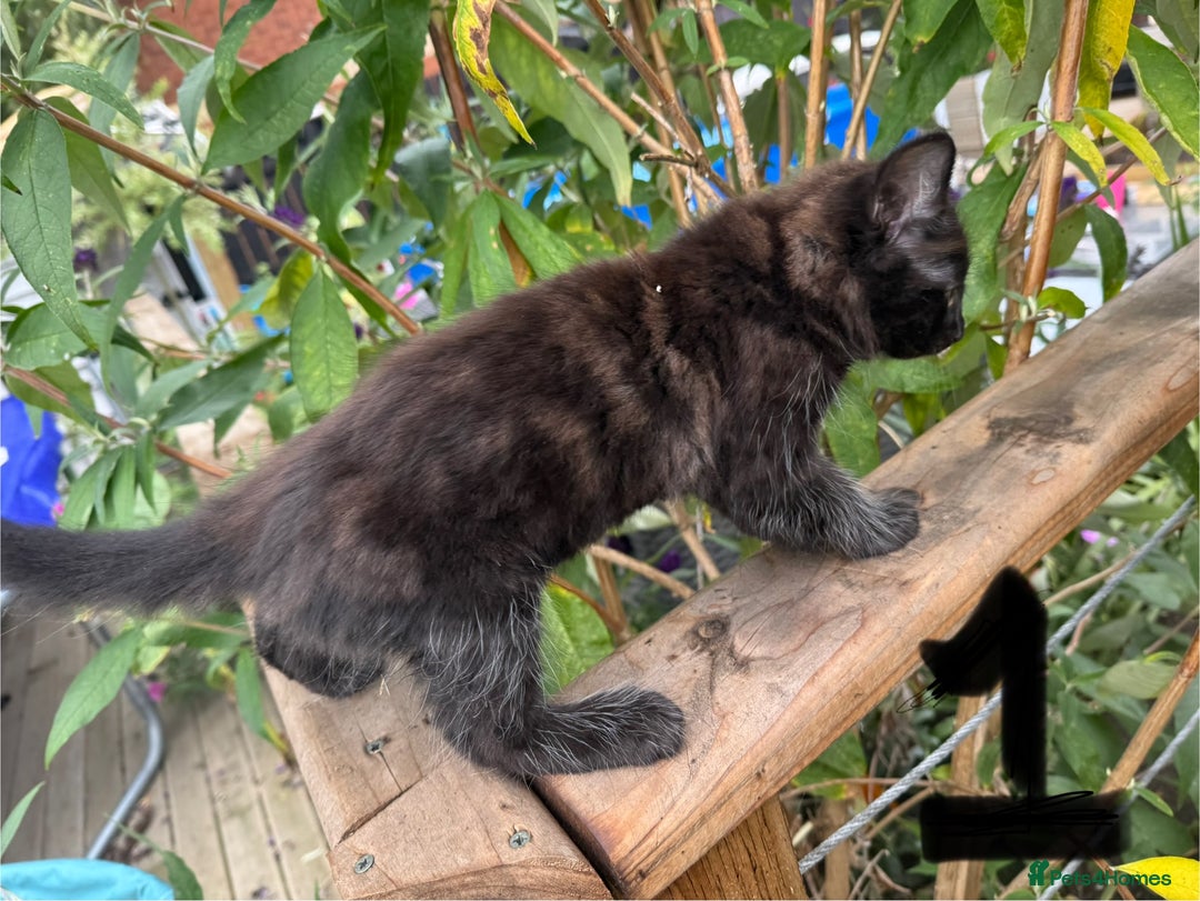 British Longhair cats for sale: 3 kittens ready for forever homes  - Image 4