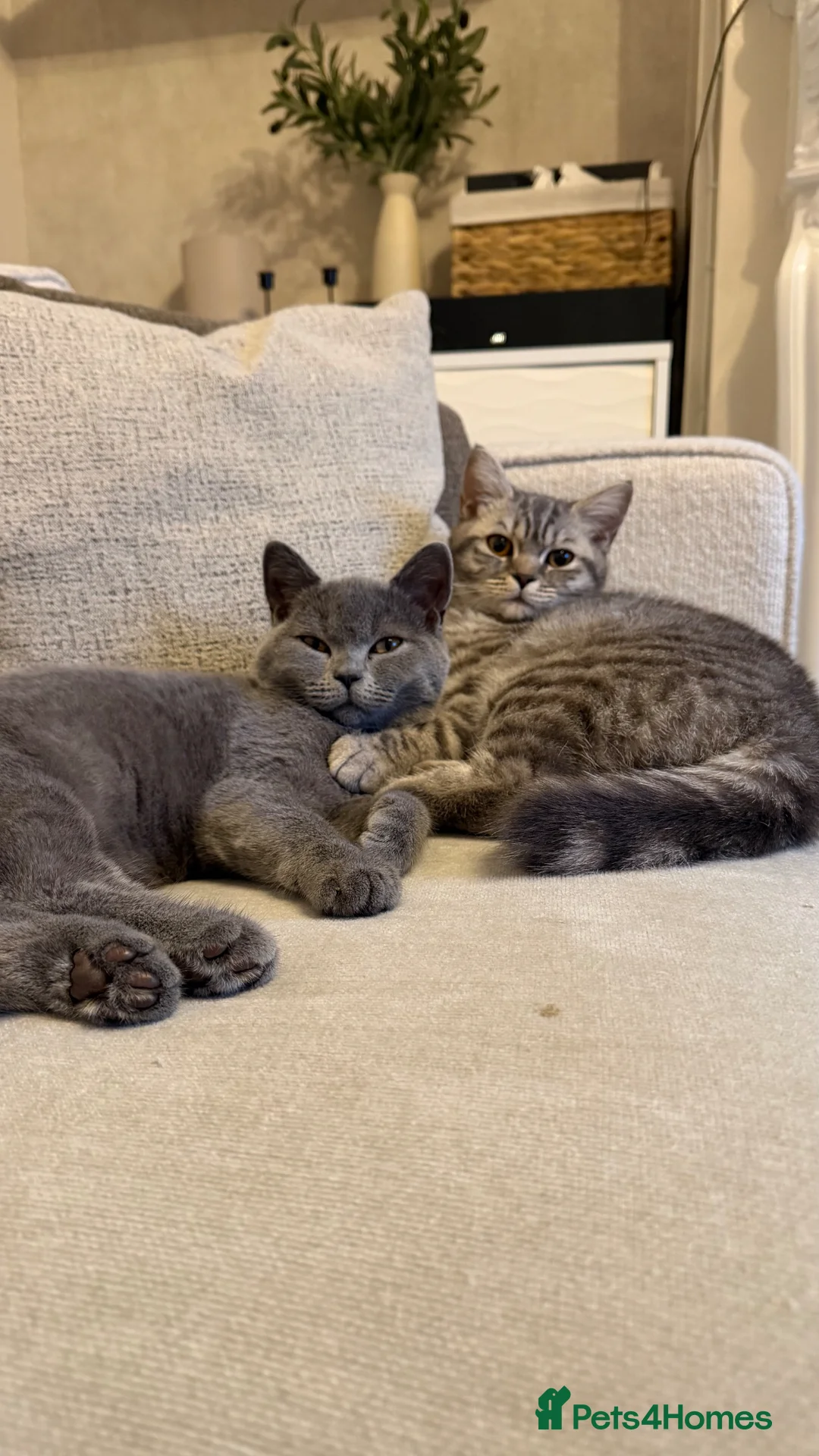British Shorthair cats for sale: female tabby British shorthair   in Birmingham - Advert 1