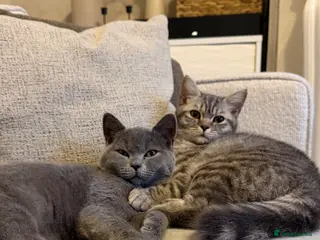 British Shorthair cats female tabby British shorthair - Advert 1