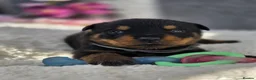 Rottweiler dogs for sale: Gorgeous Rottweiler Puppies  - Advert 5