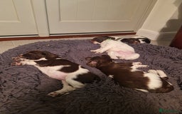 English Springer Spaniel dogs for sale: Stunning litter of English Springer Spaniels  - Advert 4