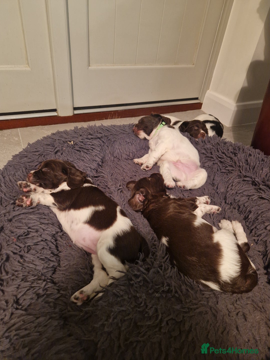 English Springer Spaniel dogs for sale: Stunning litter of English Springer Spaniels  - Advert 4