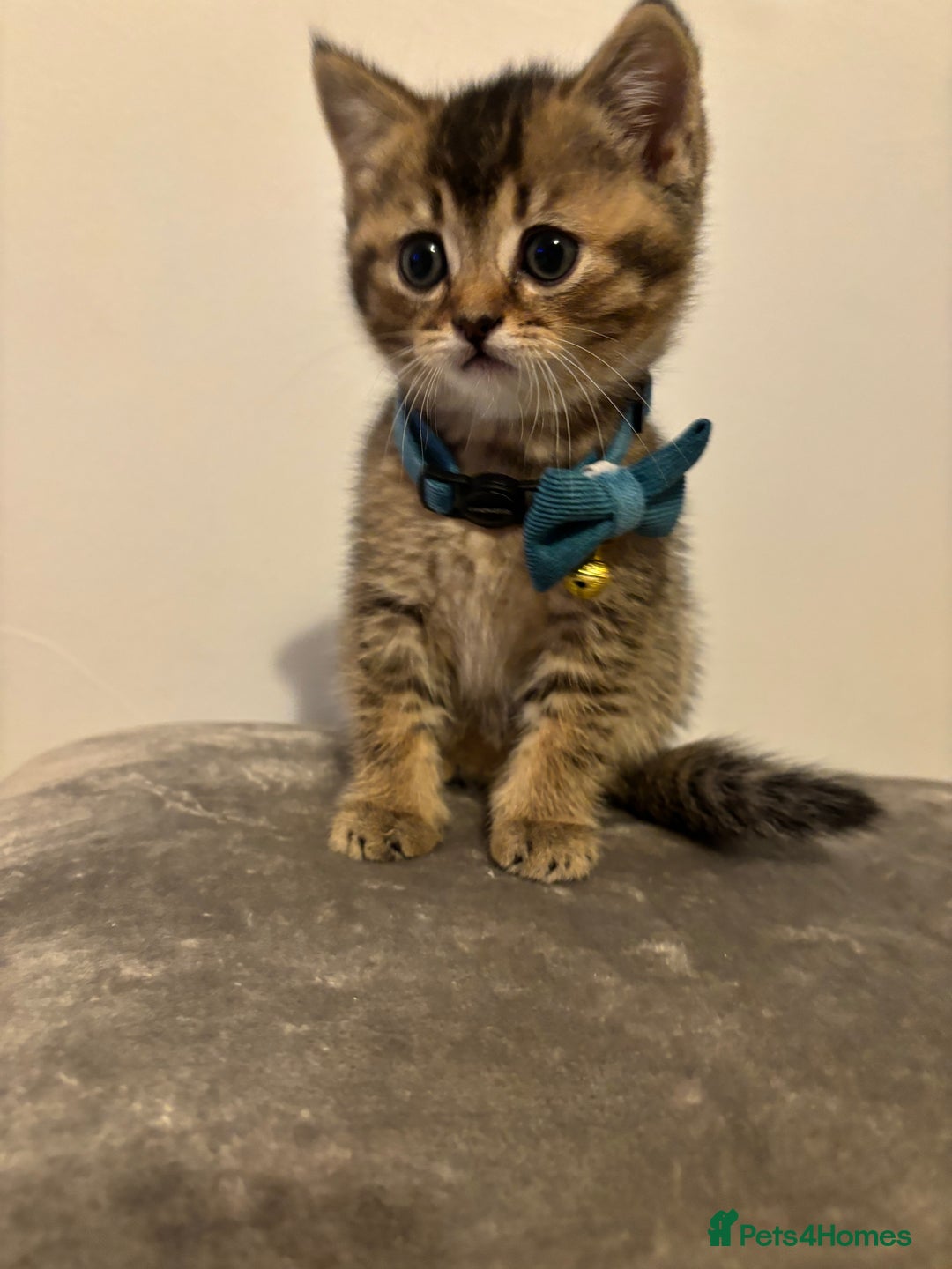 British Shorthair cats for sale: 4 adorable kittens looking for a new home  - Advert 22