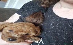Cavapoochon dogs for sale: Cavapoochon puppies available  - Image 25