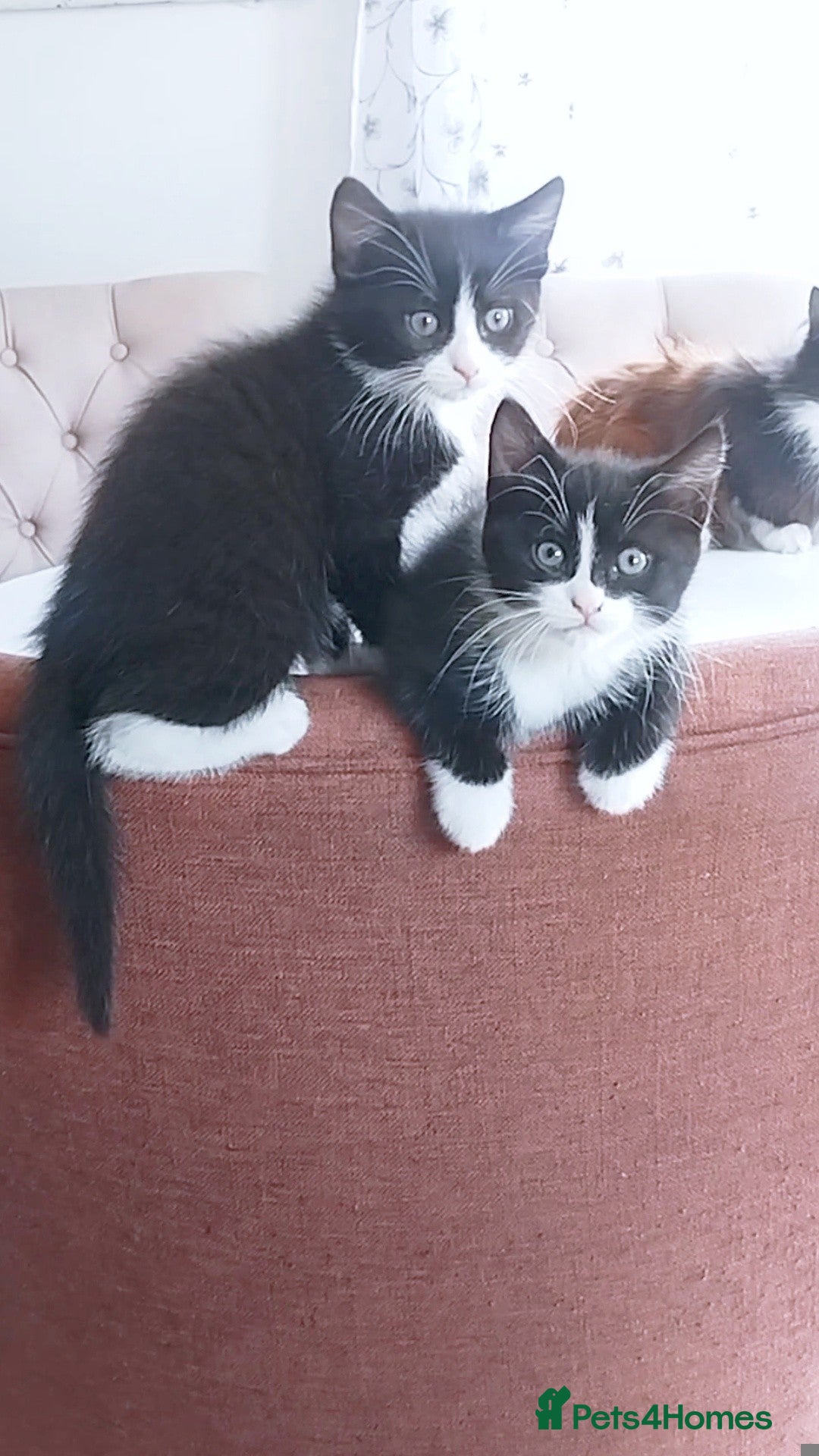 Mixed Breed Kitten 4