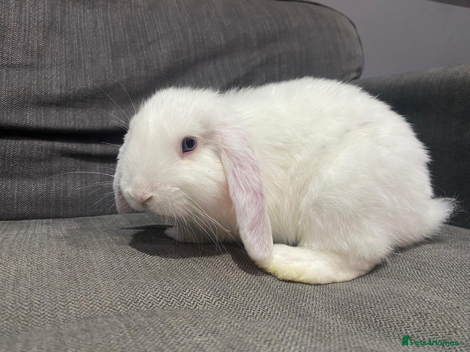Mini Lop rabbits 9 week old boy Mini lop  for sale - Advert 2