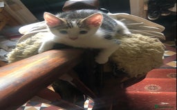 Mixed Breed cats for sale: Rescued feral farm kittens  - Image 6