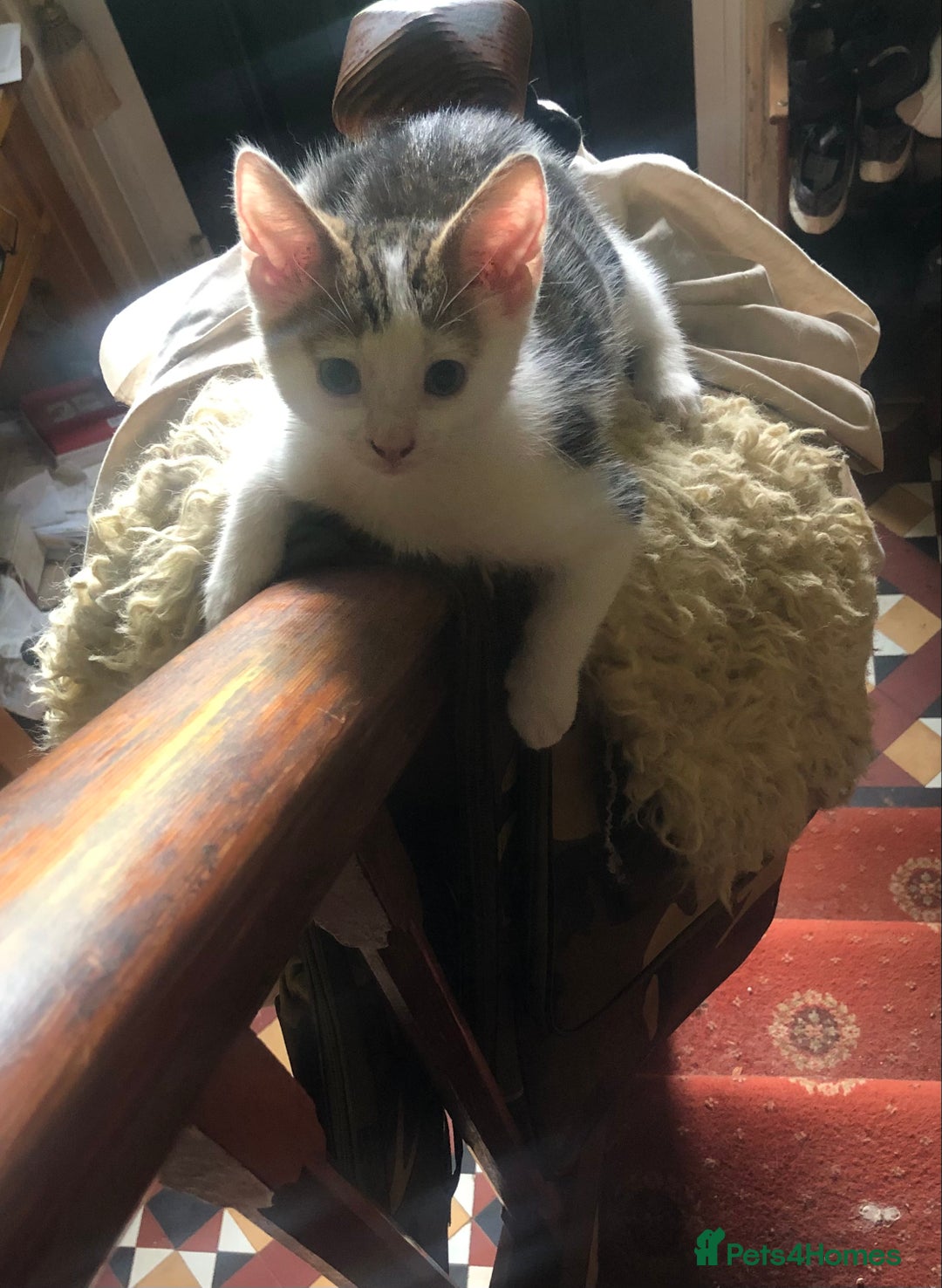 Mixed Breed cats for sale: Rescued feral farm kittens  - Image 6