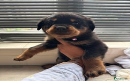 Rottweiler dogs for sale: Rottweiler puppies for sale  - Image 11