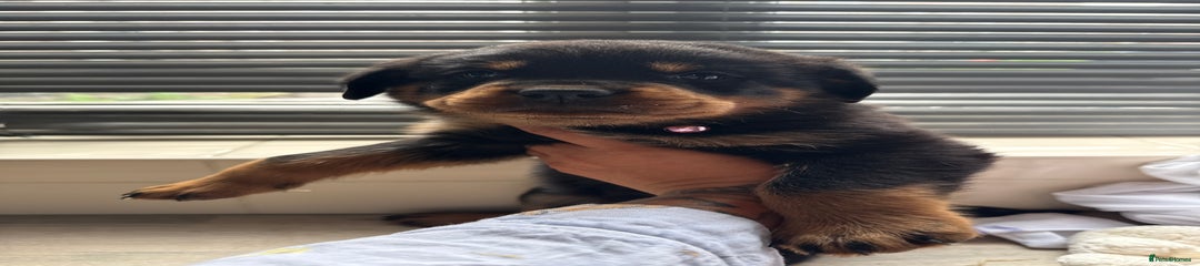 Rottweiler Puppy 5