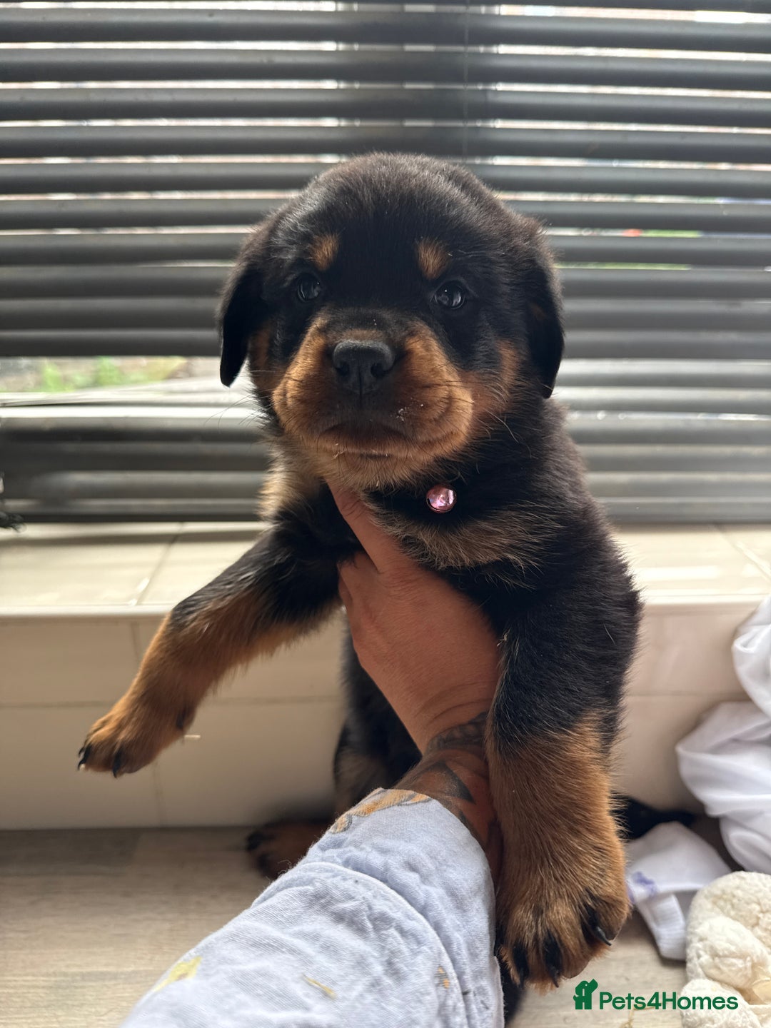 Rottweiler dogs for sale: Rottweiler puppies for sale  - Image 11