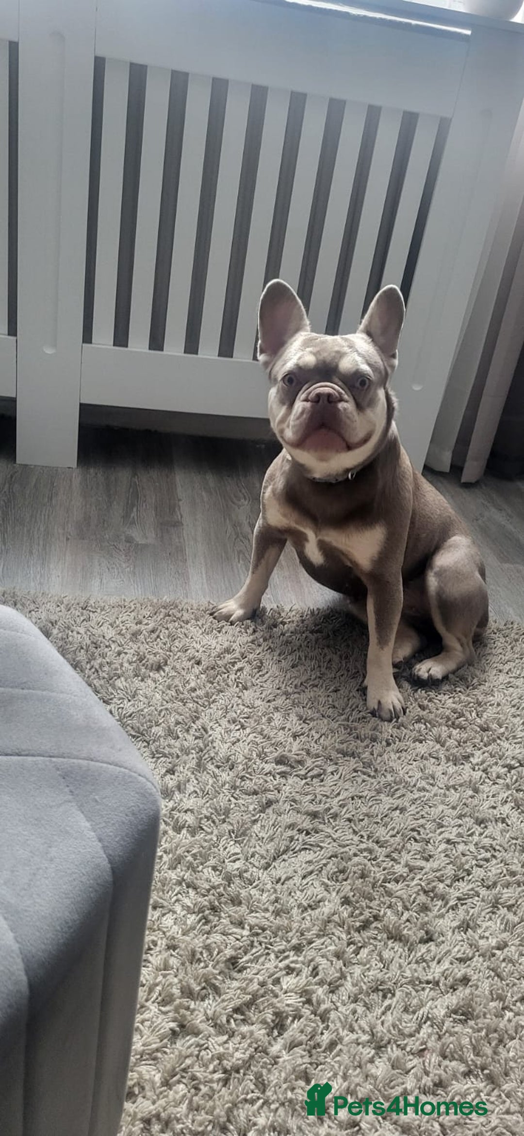 French Bulldog dogs for sale: New shade french bulldogs - Image 2