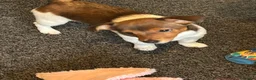 Jack Russell dogs for sale: Jack Russell pup in Derby - Advert 2