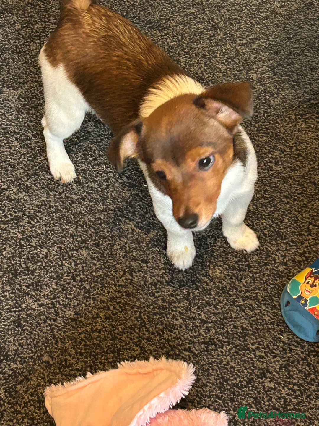 Jack Russell dogs for sale: Jack Russell pup in Derby - Advert 2