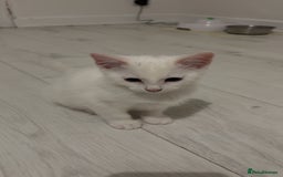 Mixed Breed cats for sale: 2 white kittens  - Image 1