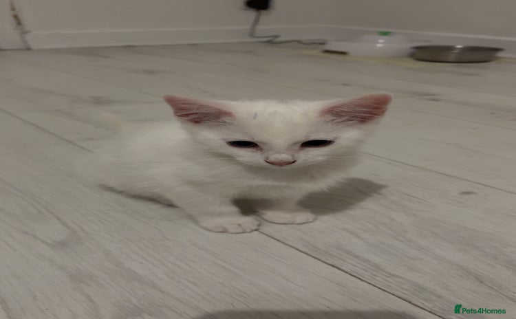 Mixed Breed cats - Advert 1