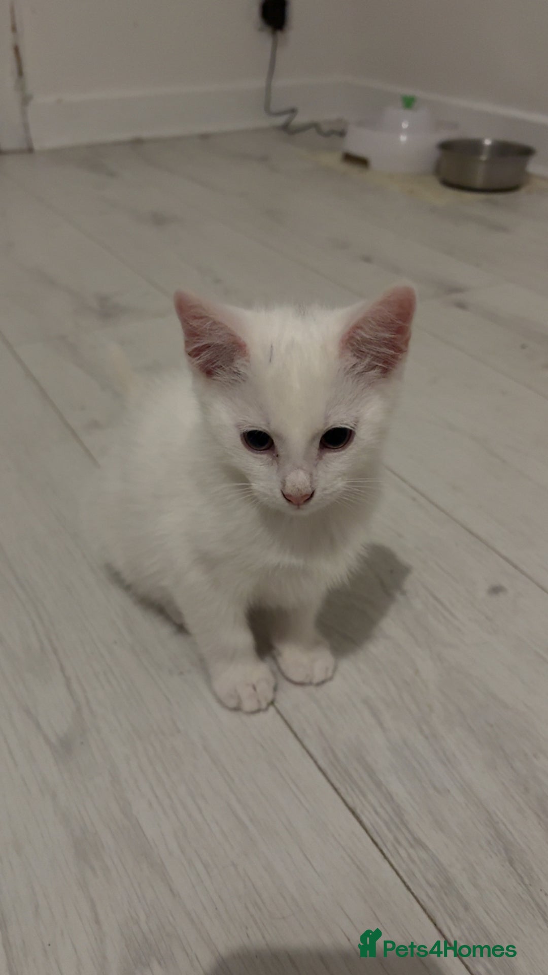 Mixed Breed cats for sale: 2 white kittens  - Image 1