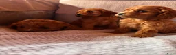 Cavapoo dogs for sale: Cavapoos  in Worcester - Advert 9