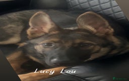 German Shepherd dogs for sale: Lucy’s 28 weeks old female  - Image 4