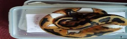 Python Snake reptiles for sale: Cb royal pythons  - Advert 12