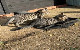 Mixed Breed cats for sale: Beautiful tabby kittens - Image 3