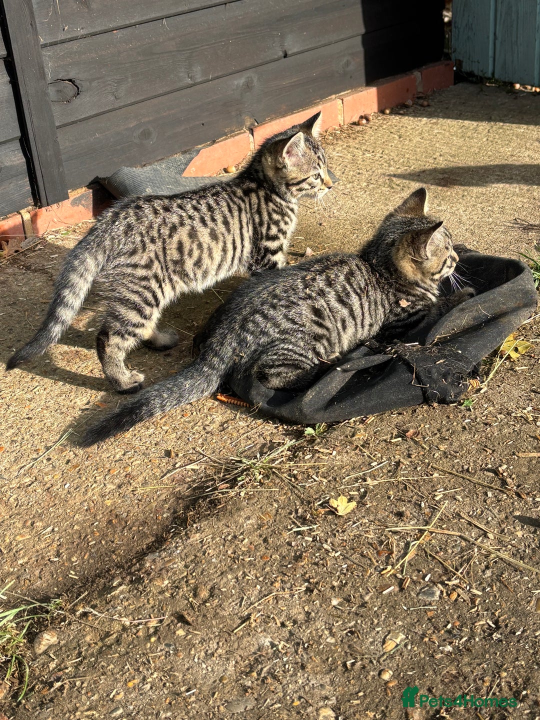 Mixed Breed cats for sale: Beautiful tabby kittens - Image 3