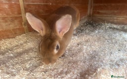 Dutch rabbits for sale: 2 male free rabbits  - Image 4