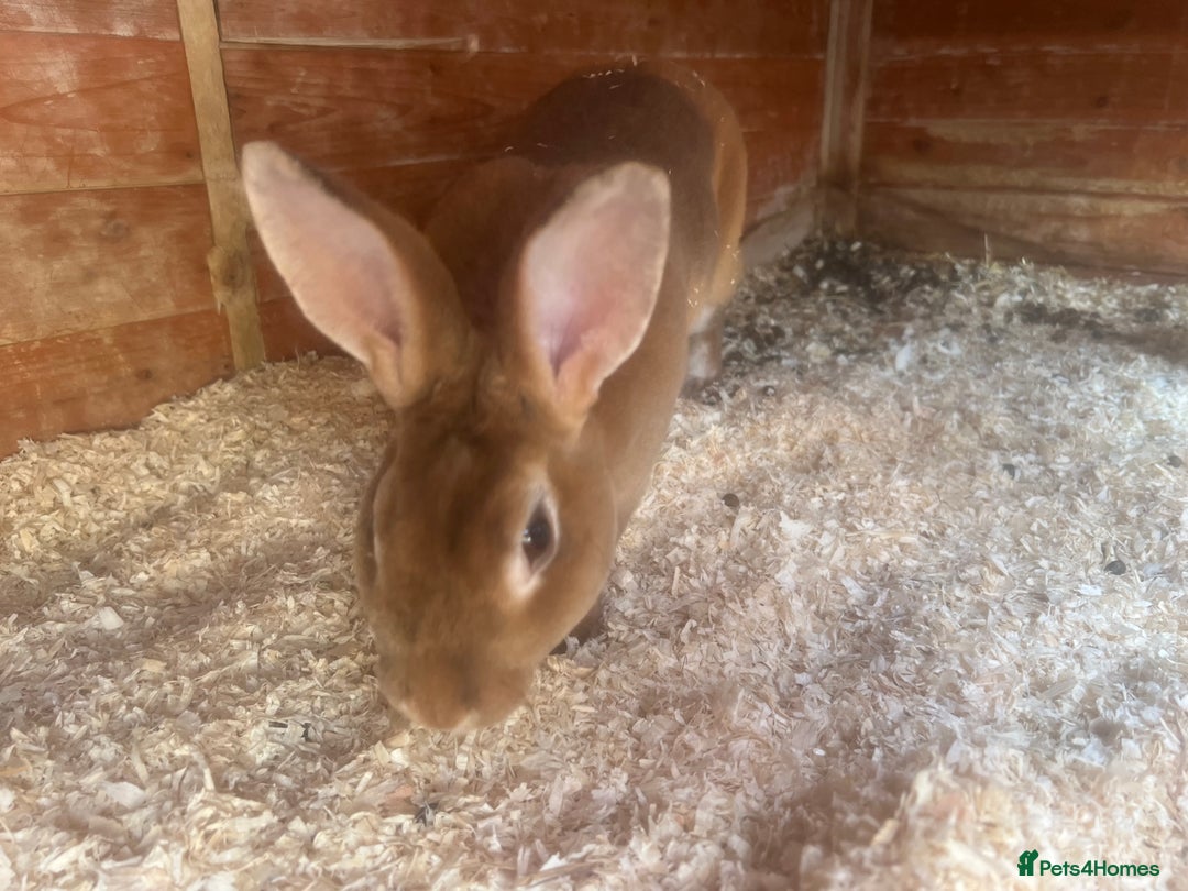 Dutch rabbits for sale: 2 male free rabbits  - Image 4